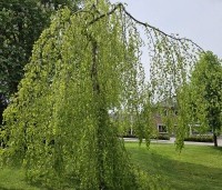 Fagus sylvatica 'Pendula' - Groene Treurbeuk - 1