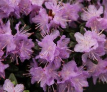 Rododendron 'Ramapo' is een wintergroene struik met lila kleurige bloemen