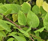 Gymnocladus dioica - Doodsbeenderenboom - 5