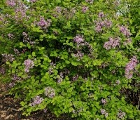 Syringa vulgaris 'Dark Purple' - Sering 'Dark Purple' - 8