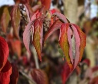 Cornus 'Stellar Pink' - Japanse grootbloemige kornoelje - 1