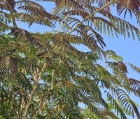 Albizia julibrissin 'Summer Chocolate' - Perzische slaapboom 'Summer Chocolate' - 6