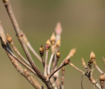 Cornus kousa Schmetterling