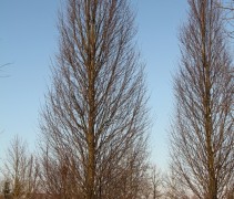 Winterbeeld Carpinus betulus 'Fastigiata'