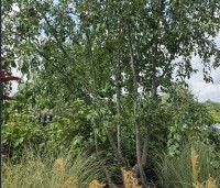 Malus toringo - Sierappel 'Toringo' - 1