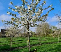 Prunus serrulate shirotae