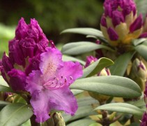 Rododendron 'Alfred' met paarse bloemen