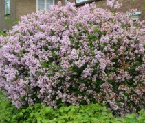 Syringa Palabin gesnoeide bolvormige struik