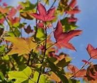 Liquidambar formosa 'Ellen' - Speciale amberboom met Aziatische roots - 1