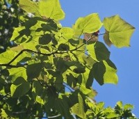 Catalpa erubescens 'Purpurea' - Purperkleurige trompetboom - 2
