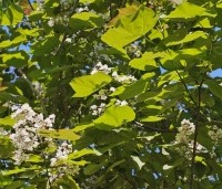 Catalpa erubescens 'Purpurea' - Purperkleurige trompetboom - 1