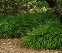 Hakonechloa macra - Japans siergras de groene variant