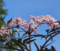 Sambucus nigra 'Black Lace' - Gewone vlier 'Black Lace' - 1