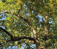 Quercus robur - Zomereik - 3