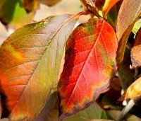 Stewartia rostrata - Schijncamelia - 1