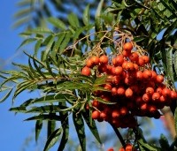 Sorbus 'Dodong' - Lijsterbes 'Dodong' - 1