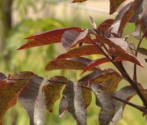 Juglans Regia Purpurea; ook wel roodbladige walnoot of bloedwalnoot genaamd