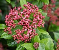Viburnum tinus 'Gwenllian' - Sneeuwbal 'Gwenllian' - 1
