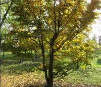 Fagus sylvatica - Groene beuk - 3