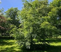 Fagus sylvatica - Groene beuk - 2
