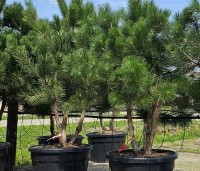 Pinus nigra 'Nigra' - Oostenrijkse den - 1