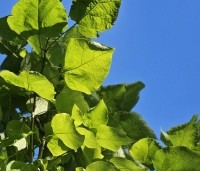 Catalpa bignonioides - Trompetboom - 4