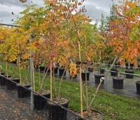 Koelreuteria paniculata - Chinese vernisboom - 1