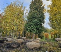 Thuja occidentalis 'Brabant' - Westerse Levensboom - 1