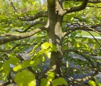 Parrotia persica - Perzisch IJzerhout - 2