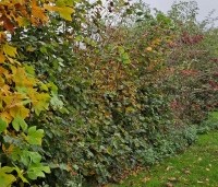 Acer campestre - Veldesdoorn - gemengde haag