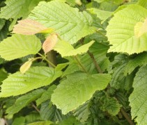 Corylus avellana