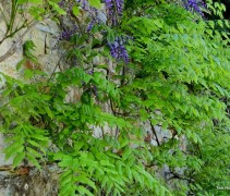 Wisteria sinensis blauw met groene uitloop jong blad
