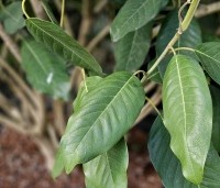 Magnolia sargentiana - Sargentiana - 1