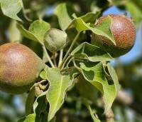 Pyrus com. 'Gieser Wildeman"  - Pyrus com. 'Gieser Wildeman"  - 1