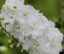 De witte Ridderspoor bloeit in fraaie opgaande witte trossen.