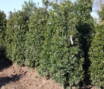 Ilex meservae 'Heckenfee'