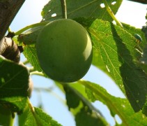 Prunus domestica 'Monsieur Hatif'