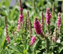 Veronica spicata 'Heidekind'