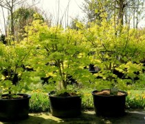 Acer shirasawanum 'Jordan' april 2023