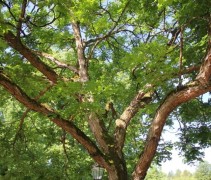 Gymnocladus dioica