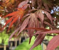 Acer palmatum 'Sumi-Nagashi' - Japanse Esdoorn 'Sumi-Nagashi' - 6