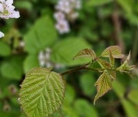 Rubus fruticosus 'Triple Crown' - Doornloze braam 'Triple Crown' - 2