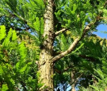 Taxodium distichum 'Peve Minaret'