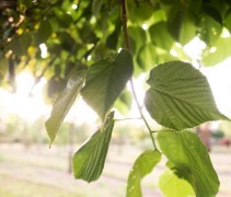 Tilia americana Nova