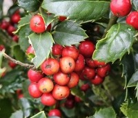 Ilex meserveae 'Heckenfee' - Hulst 'Heckenfee' - 1
