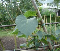 Blad Winterlinde 'Greenspire', leivorm