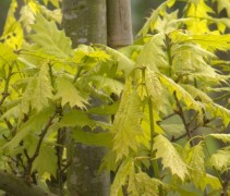 Jonge boom Zomereik