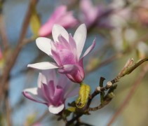 Magnolia Leonard Messel bloem detail