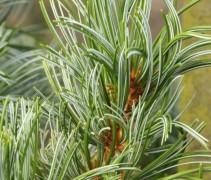 Naalden Pinus parviflora