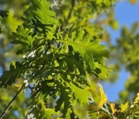 Quercus frainetto - Hongaarse eik - 3